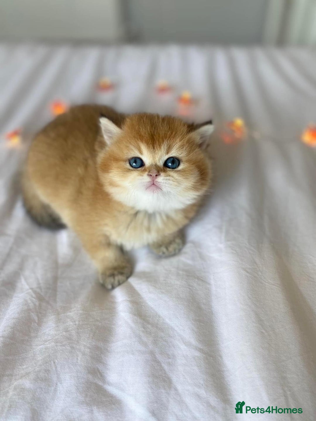 British Shorthair cats for sale: 🔥Champion Line Golden British Shorthair Kittens🔥 - Image 9