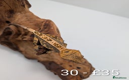 Gecko reptiles for sale: Beautiful baby crested geckos! - Image 29