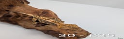 Gecko reptiles for sale: Beautiful baby crested geckos! - Advert 29