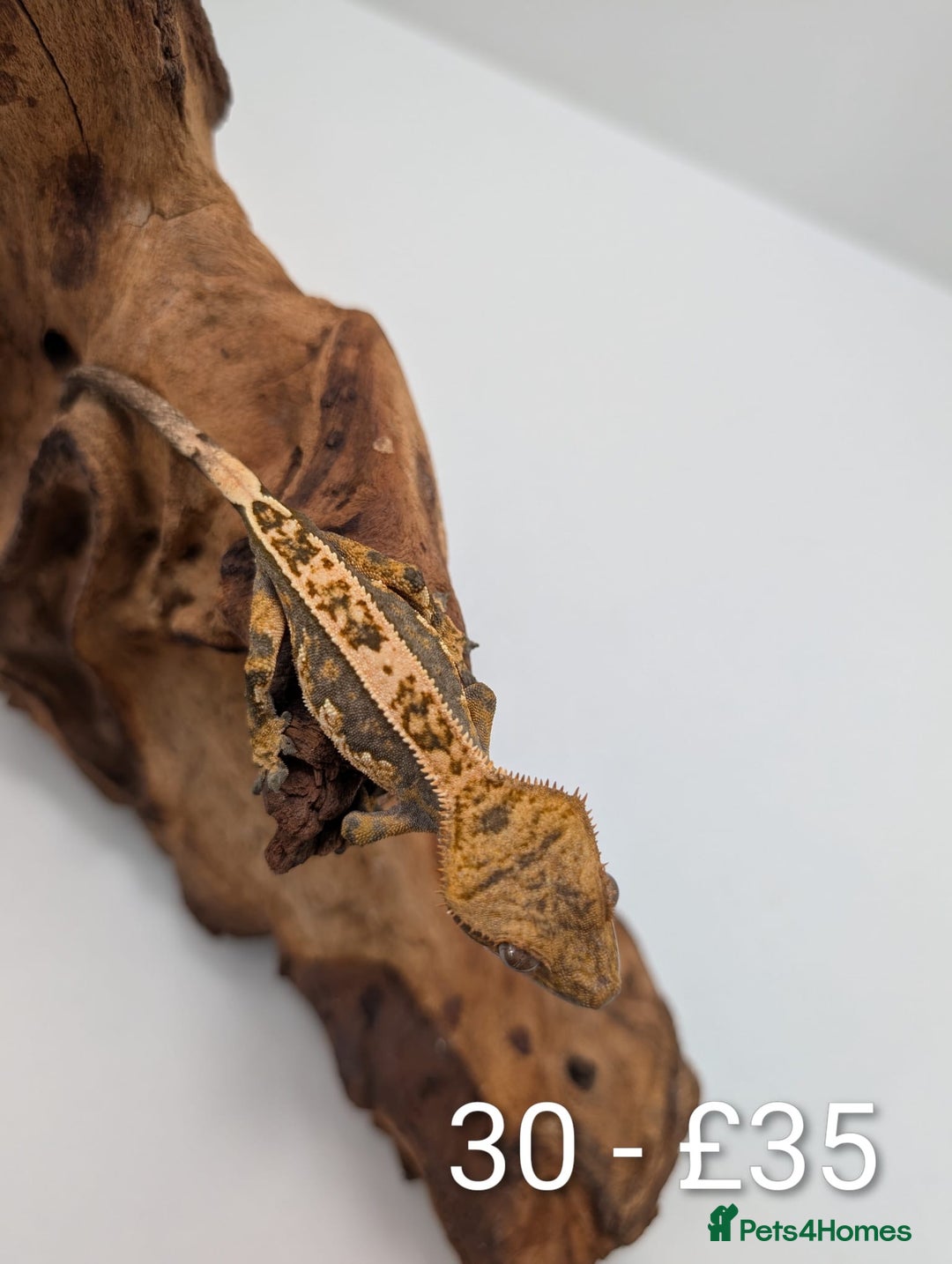 Gecko reptiles for sale: Beautiful baby crested geckos! - Image 29