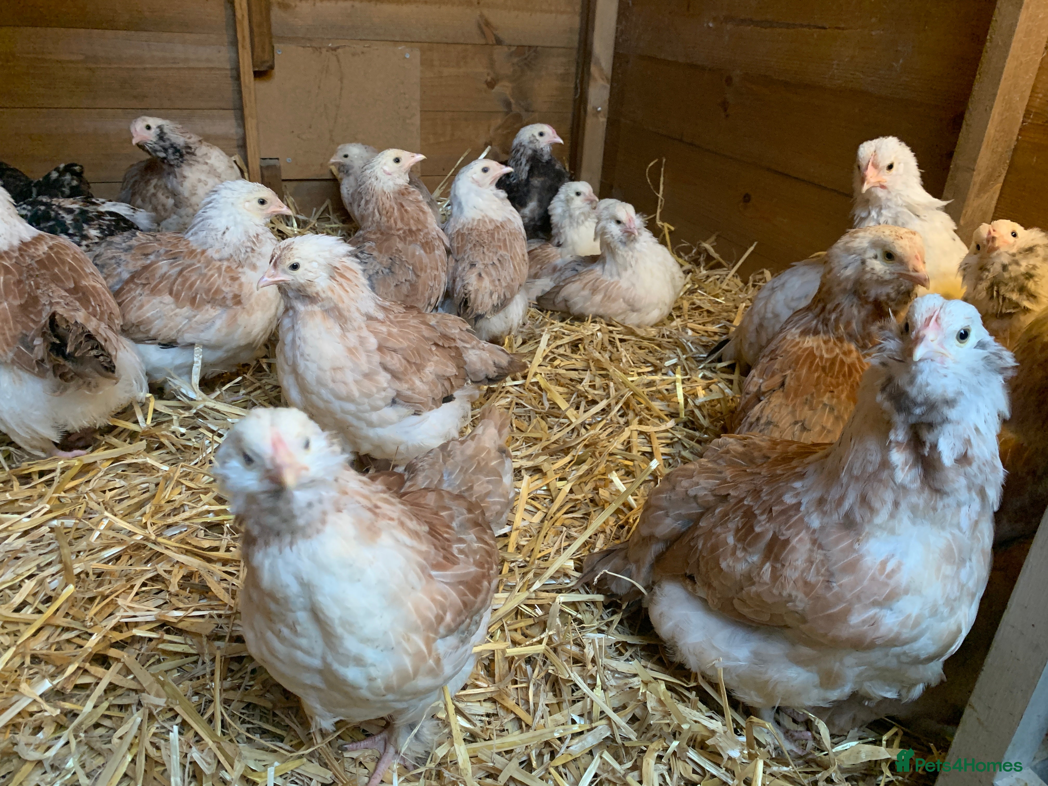 Chickens poultry Salmon Faverolle Hens - Advert 1