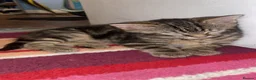 Mixed Breed cats for sale: Sweet Playful 7-Month-Old Cat Seeking Forever Home in Lancaster - Advert 2