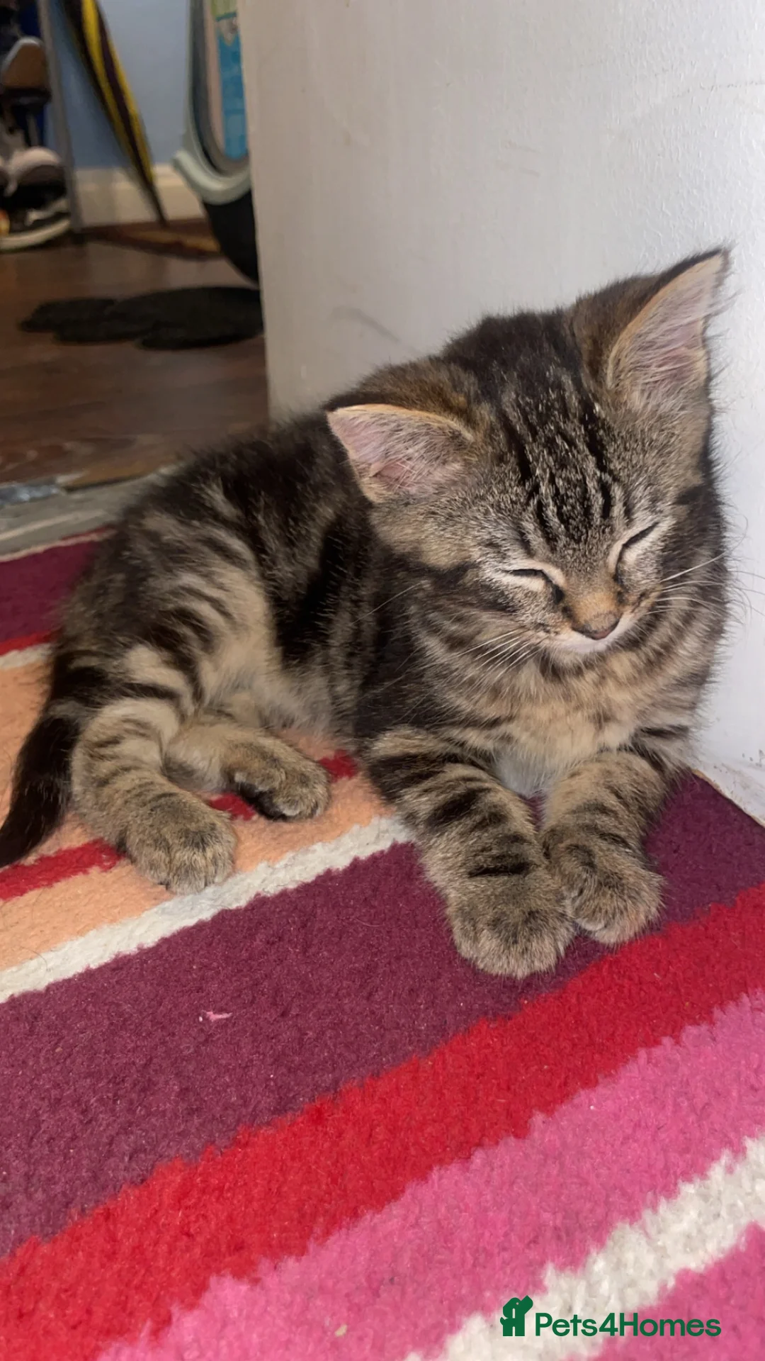Mixed Breed cats for sale: Sweet Playful 7-Month-Old Cat Seeking Forever Home in Lancaster - Advert 2