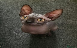 Sphynx cats for sale: 2 Sphynx Girls - Price For Both To Go Together - Image 2