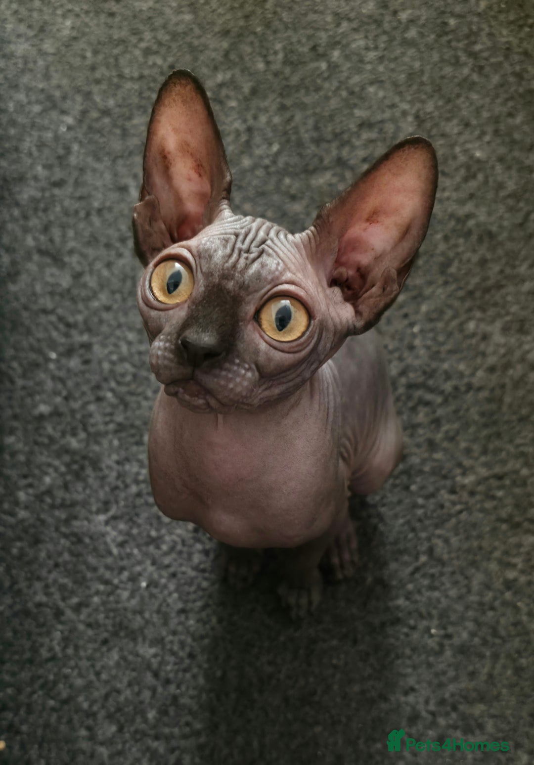 Sphynx cats for sale: 2 Sphynx Girls - Price For Both To Go Together - Image 2