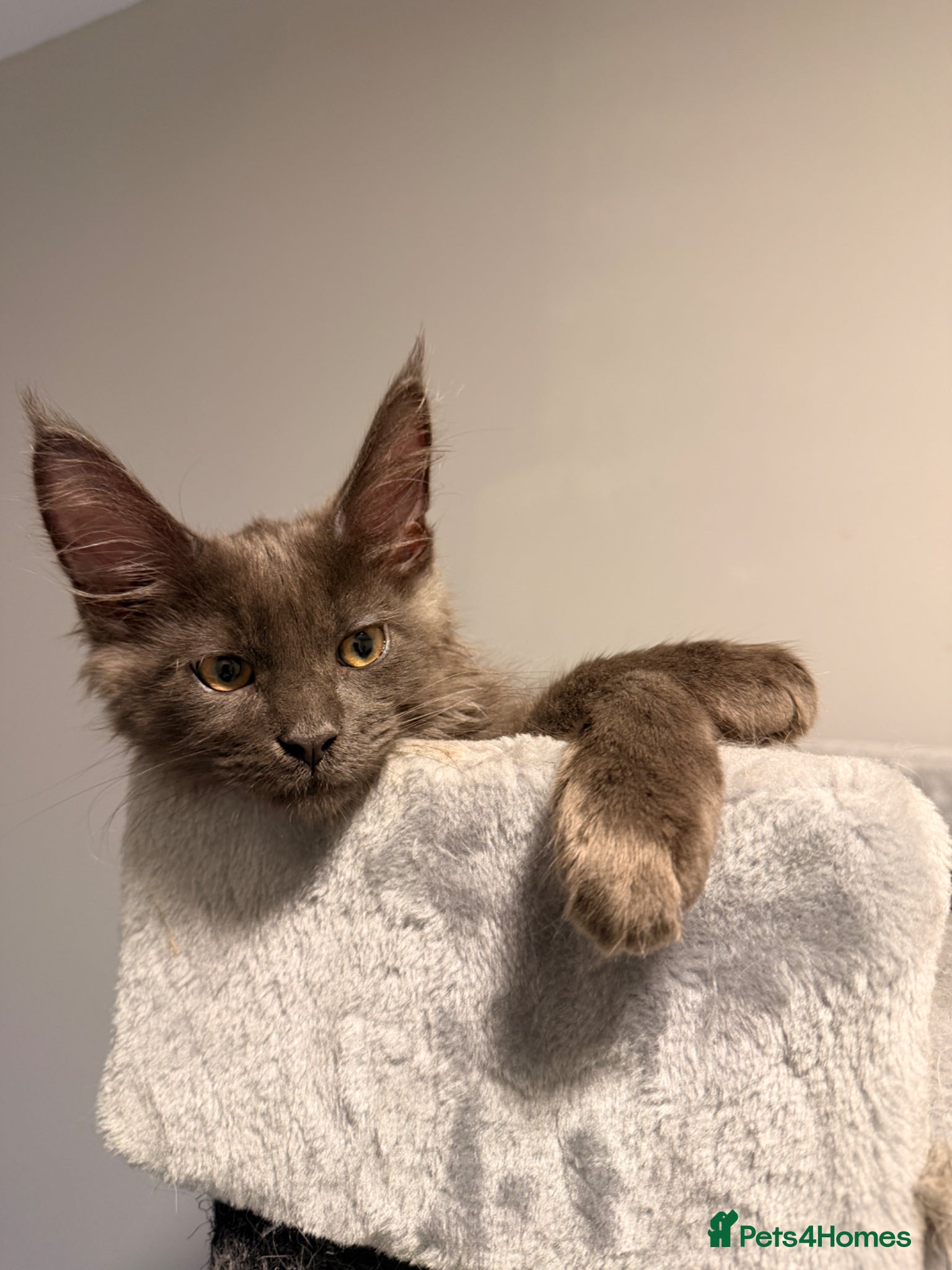 Maine Coon cats One girl and one boy left pure Maincoon  - Advert 2