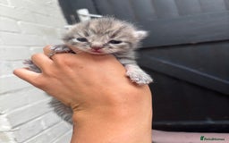 Mixed Breed cats for sale: Kittens  - Image 8