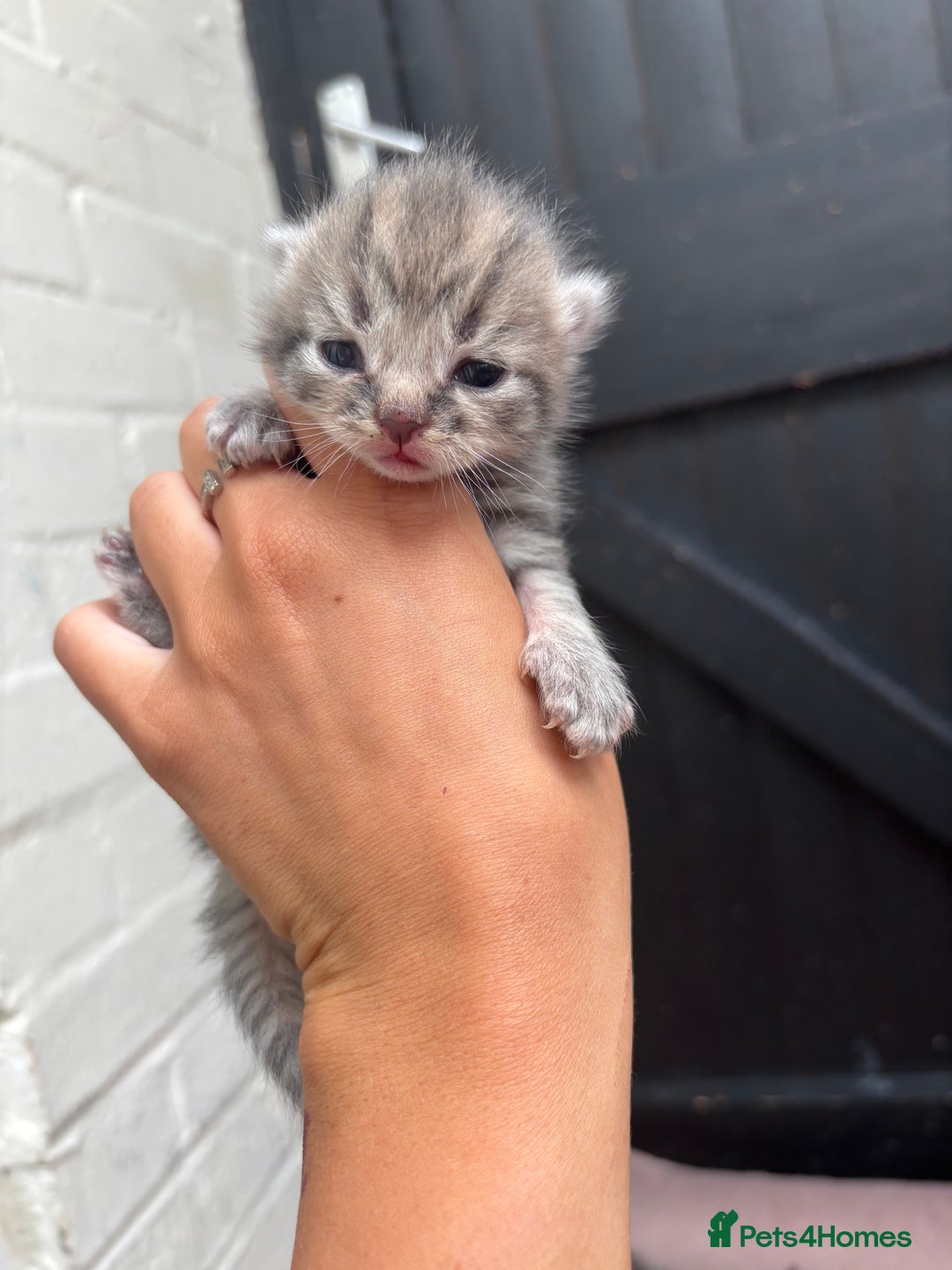 Mixed Breed cats for sale: Kittens  - Image 8