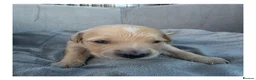 Golden Retriever dogs for sale: KC Puppies cream & gold - Advert 24
