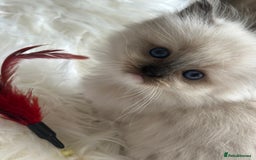 Ragdoll cats for sale: Beautiful pedigree kittens, show quality 💎❤️💎 - Image 6