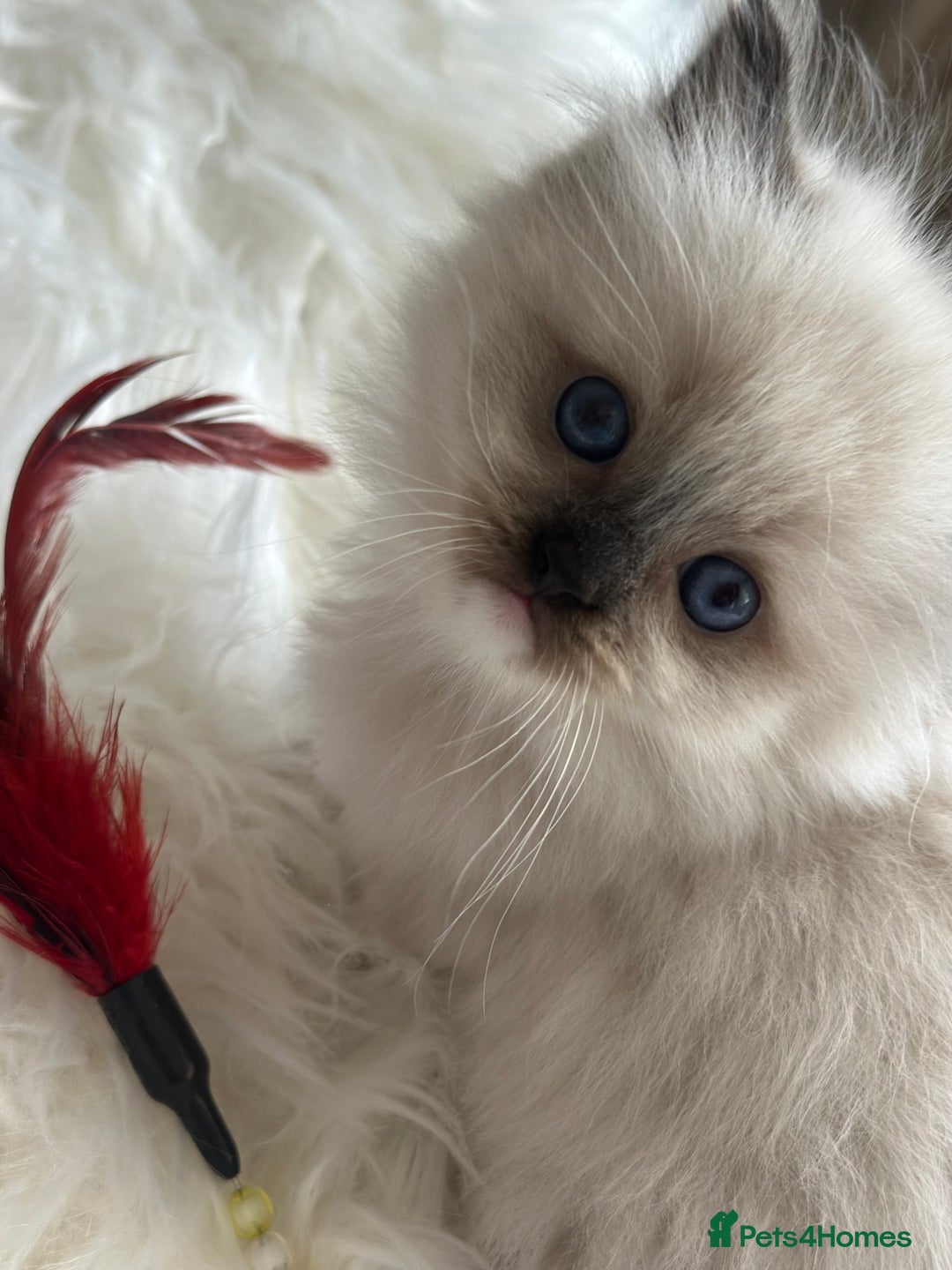 Ragdoll cats for sale: Beautiful pedigree kittens, show quality 💎❤️💎 - Image 6