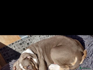 Mixed Breed dogs - Advert 28