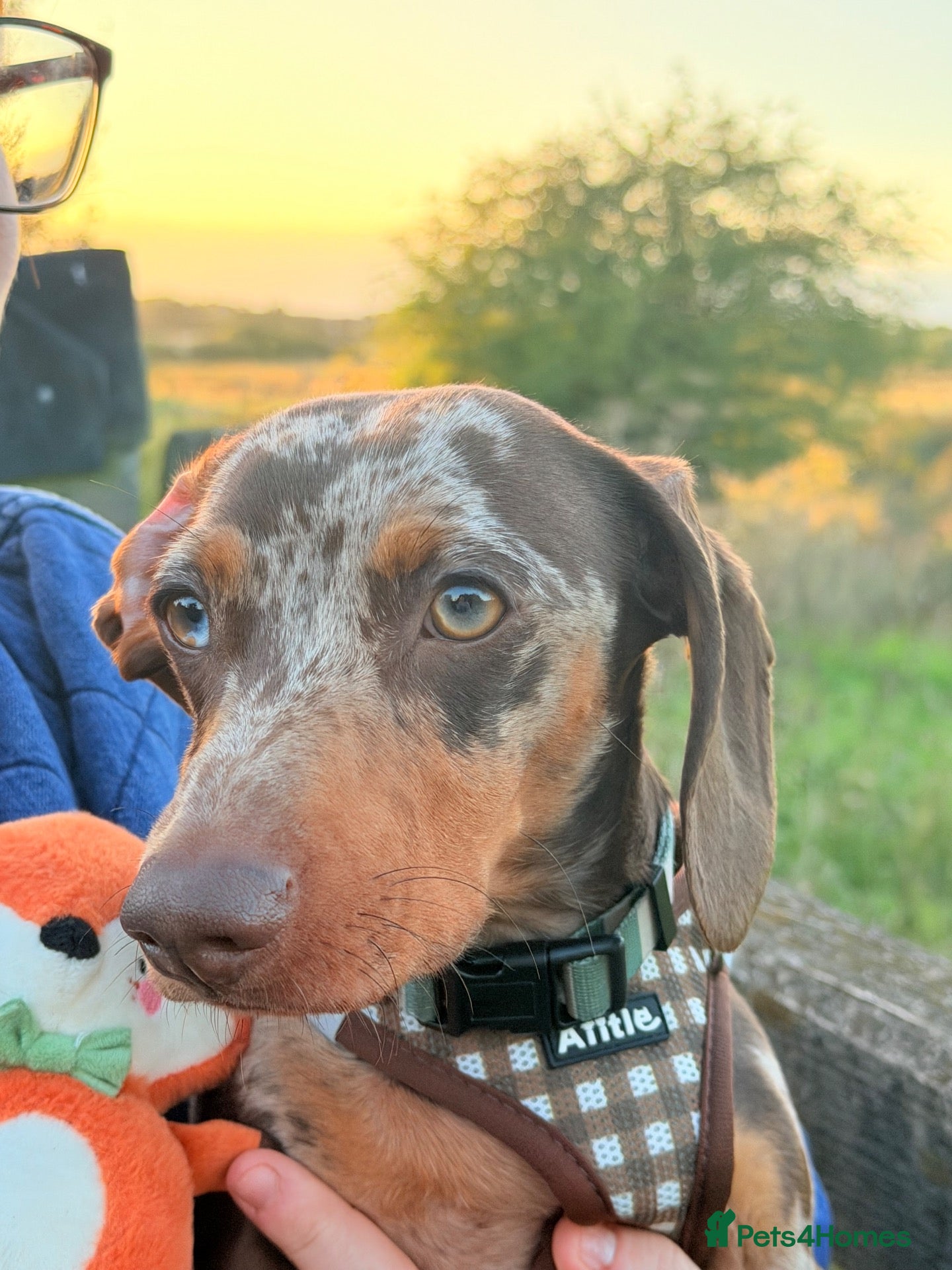 Miniature Dachshund dogs Cookie the loving 9 month old miniature dachshund  - Advert 7