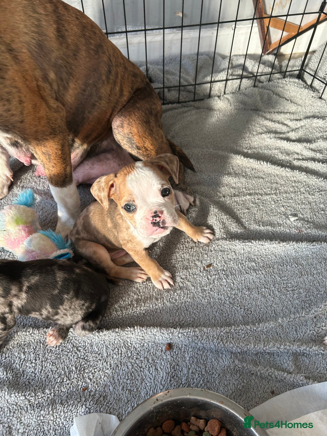 Old Tyme Bulldog dogs for sale: Beautiful old tyme bulldogs  - Image 8