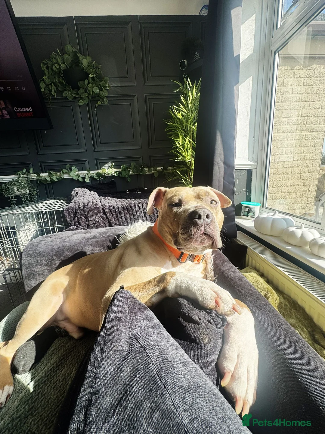 Staffordshire Bull Terrier dogs for adoption: Gorgeous staffie cross available for adoption  in Tilbury - Advert 2