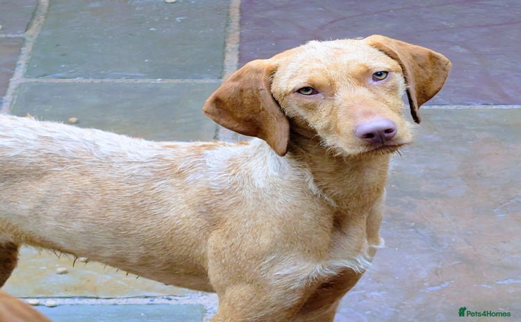 Hungarian Vizsla dogs - Advert 7