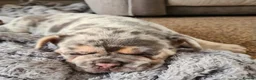 French Bulldog dogs for sale: Lovely blue eyes French male pup in Bristol - Advert 6