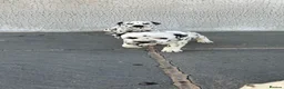 Dalmatian dogs for sale: Dalmatian beautiful - Advert 25