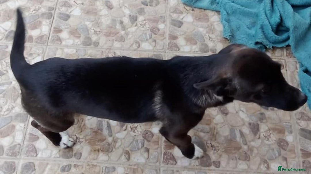 Mixed Breed dogs for adoption: MINA, superb little girl - for a Loving Home - Image 3