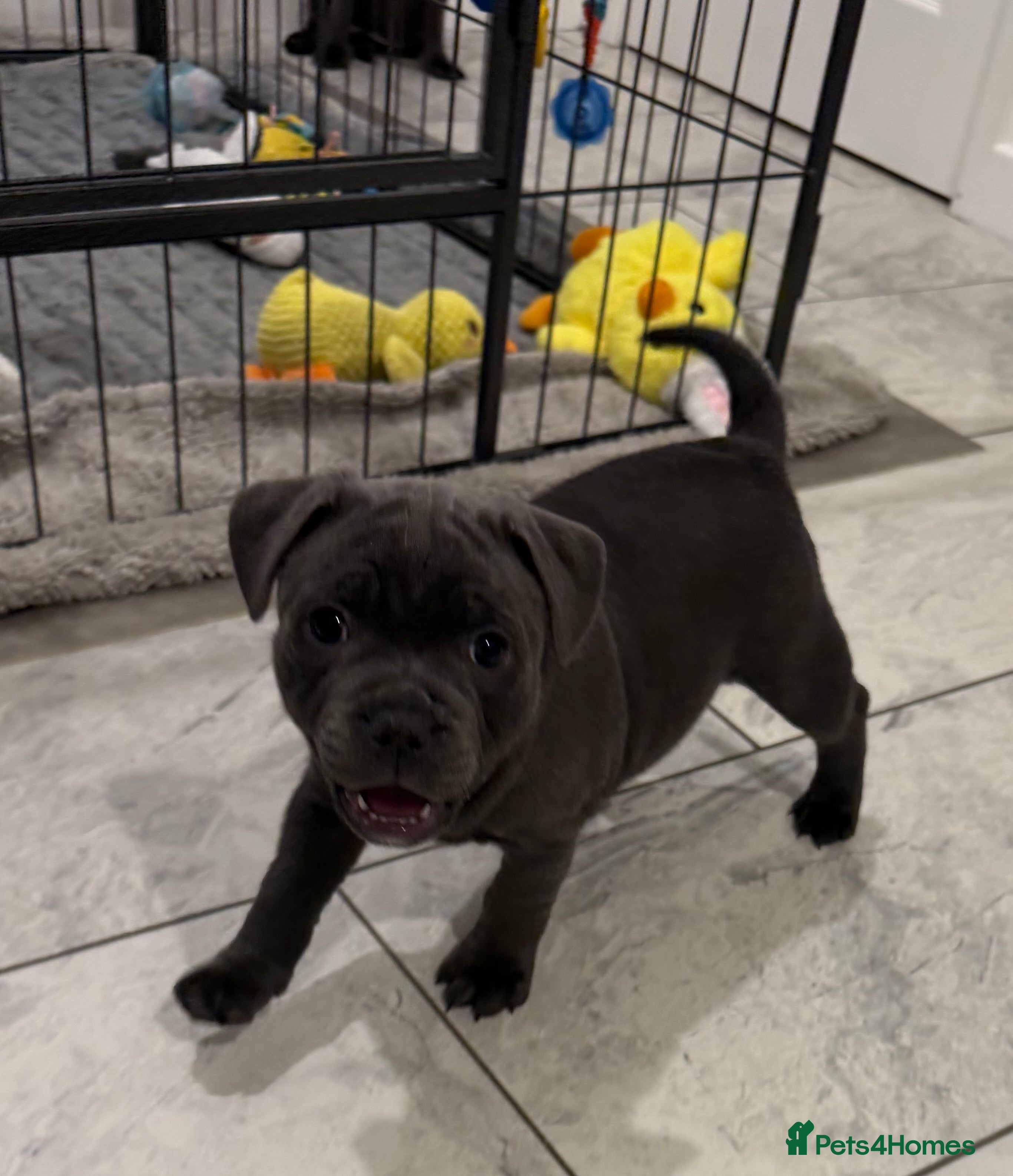 Staffordshire Bull Terrier dogs BEAUTIFUL BLUE STAFFORDSHIRE BULL TERRIER  - Advert 12