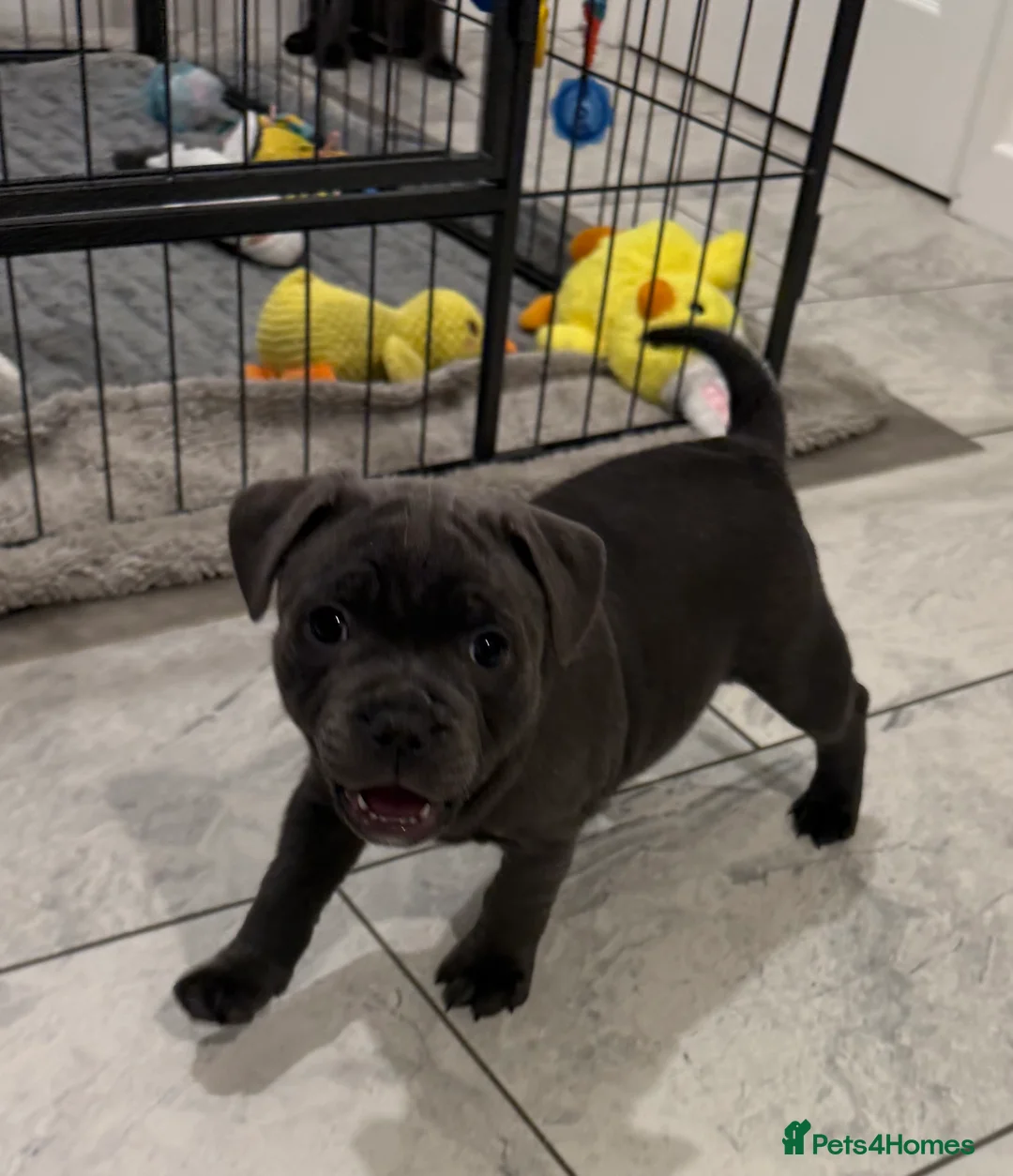 Staffordshire Bull Terrier dogs for sale: BEAUTIFUL BLUE STAFFORDSHIRE BULL TERRIER  in Kidderminster - Advert 2