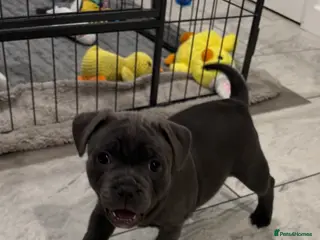 Staffordshire Bull Terrier dogs BEAUTIFUL BLUE STAFFORDSHIRE BULL TERRIER - Advert 12