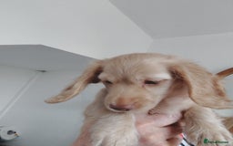 Miniature Dachshund dogs for sale: KC REG PRA CLEAR CREAM LONG HAIRED MINI DACHSHUNDS - Image 20