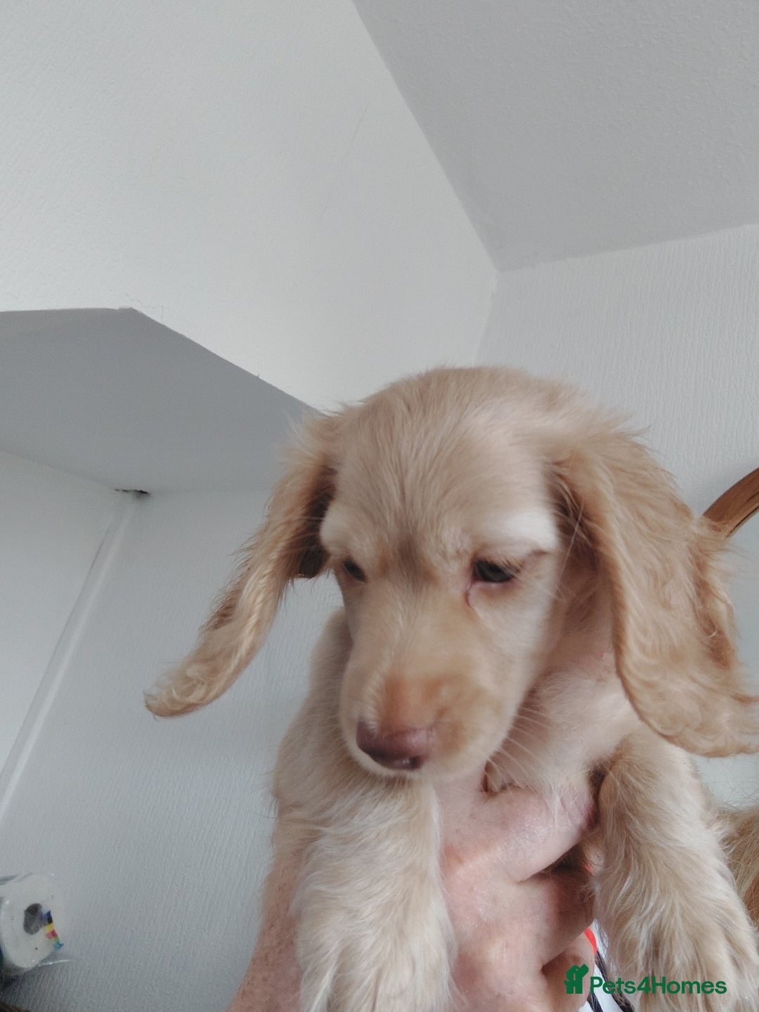 Miniature Dachshund dogs for sale: KC REG PRA CLEAR CREAM LONG HAIRED MINI DACHSHUNDS - Image 20