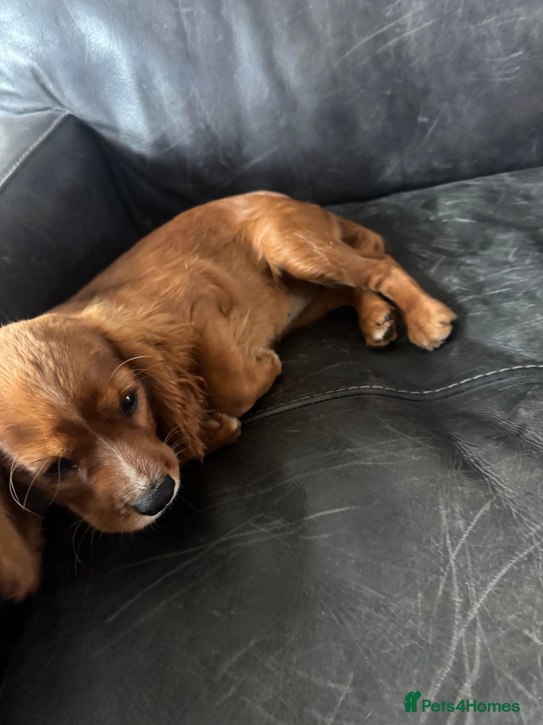 Cavalier King Charles Spaniel dogs for sale: Cavalier King Charles  - Image 7