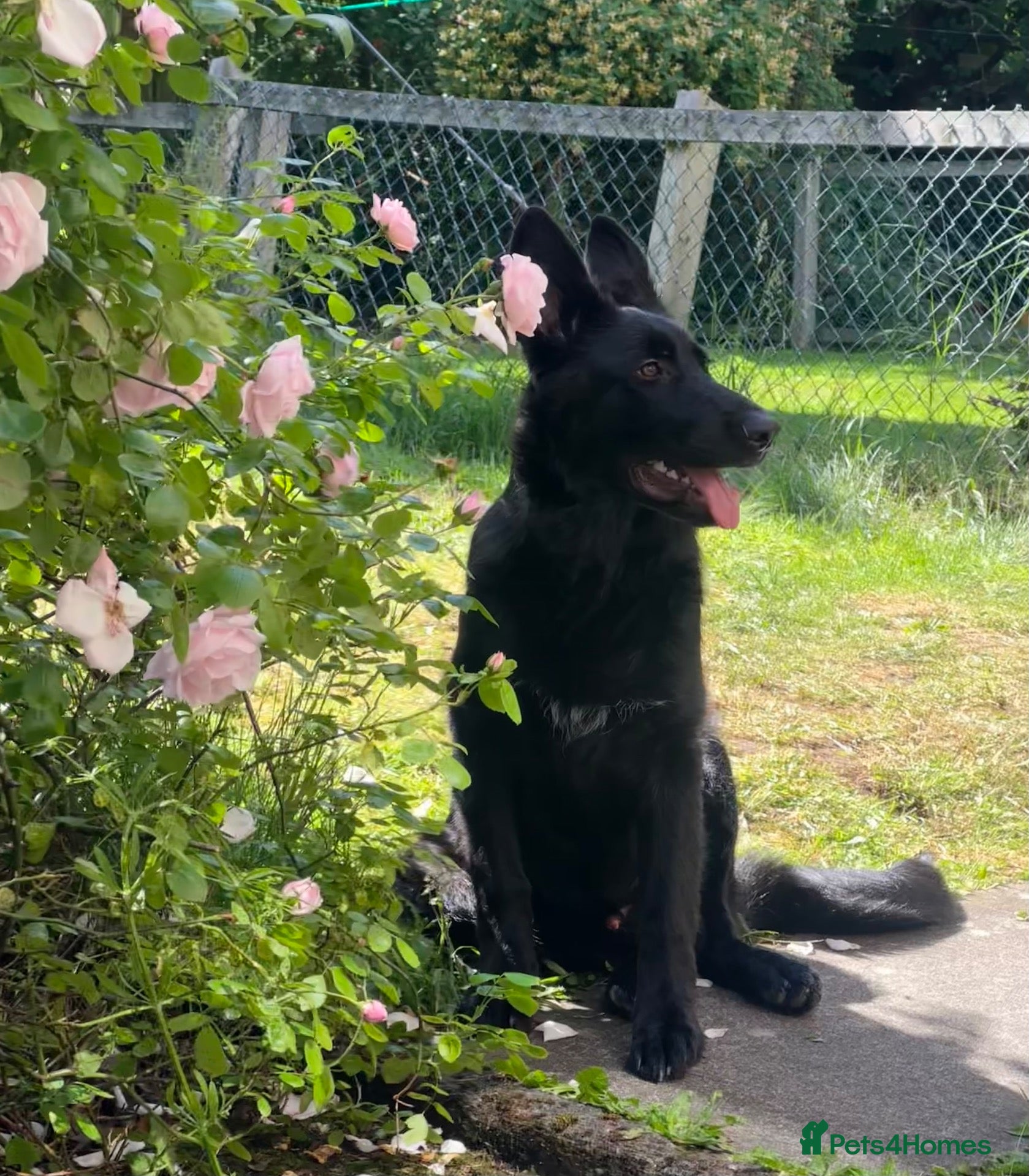 German Shepherd dogs Beautiful 9mth old black gsd  - Advert 3