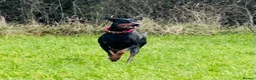 Dobermann dogs for sale: Loyal Doberman  in Preston - Advert 6