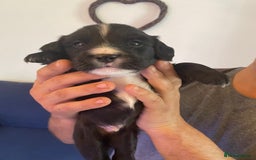 Mixed Breed dogs for sale: Cocker spaniel x border collie pups - Image 7