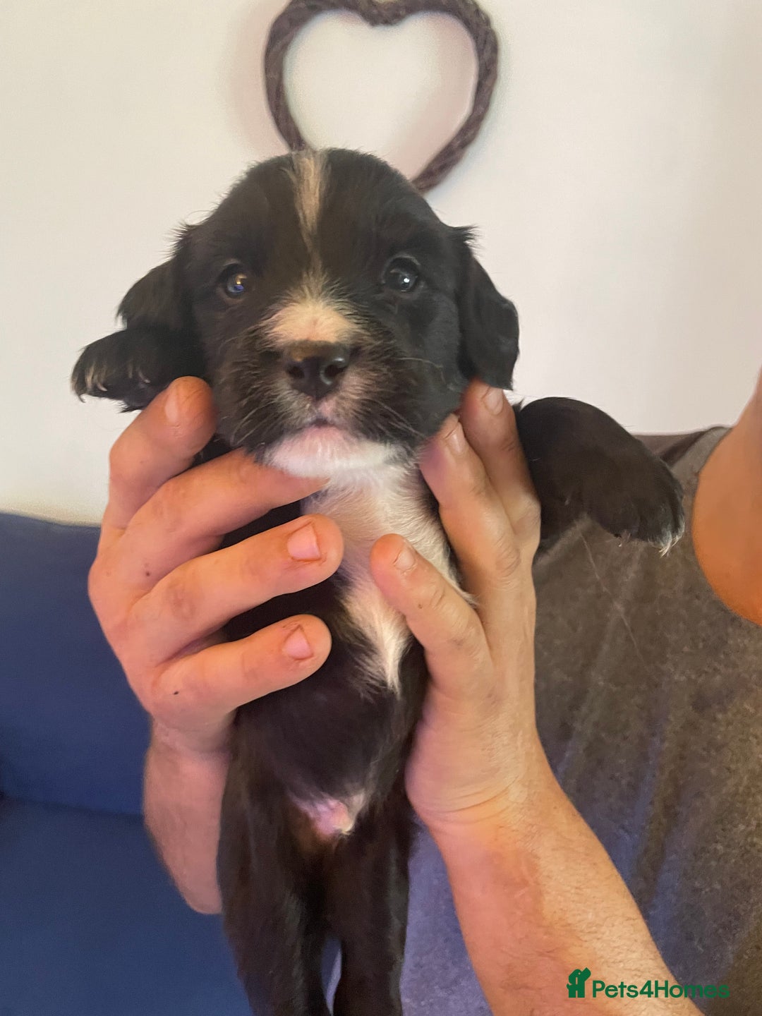 Mixed Breed dogs for sale: Cocker spaniel x border collie pups - Image 7