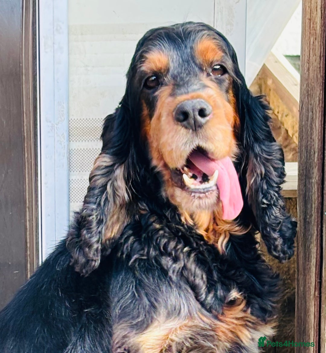Cocker Spaniel dogs for sale: Retirement home  - Image 7