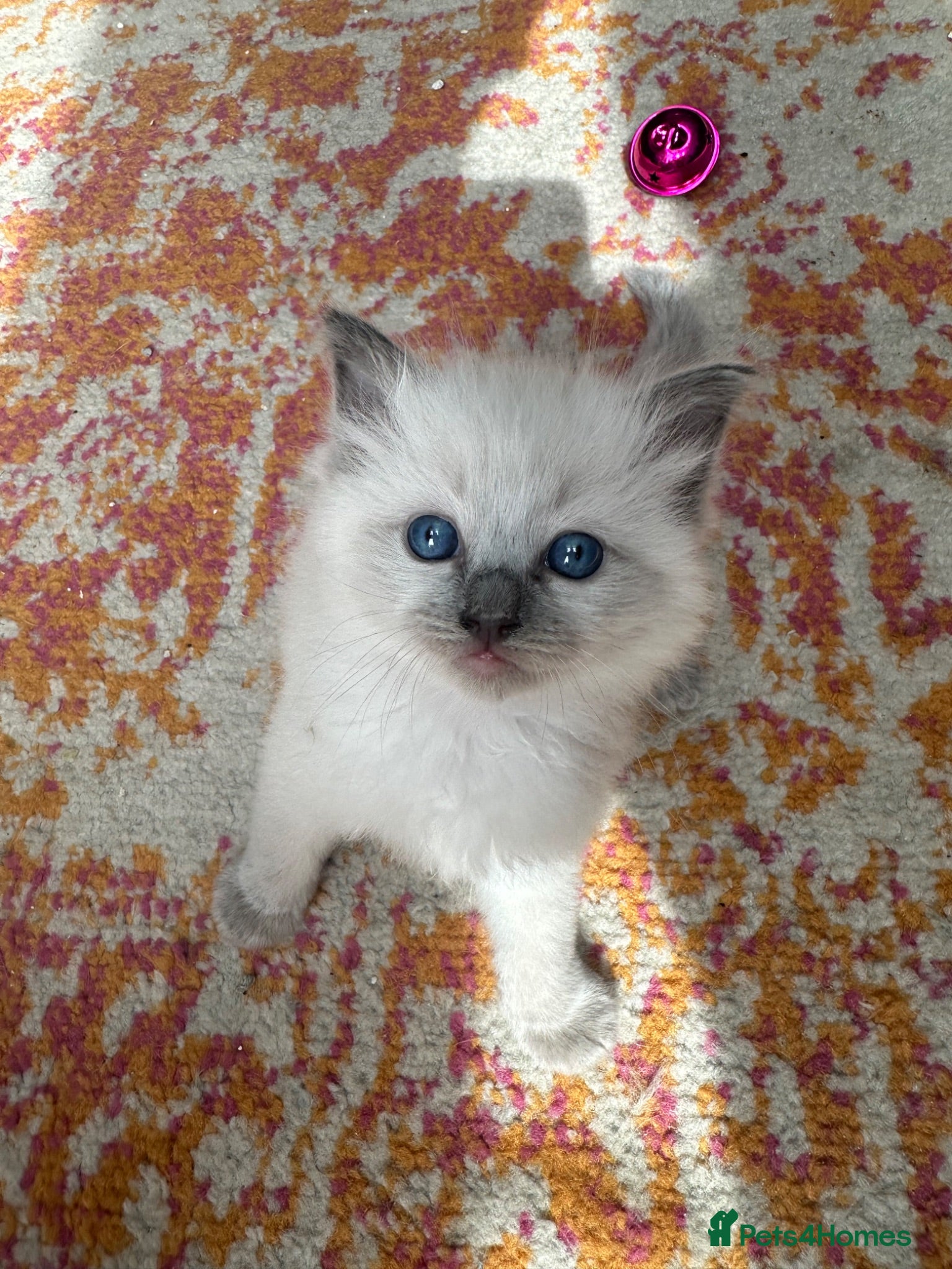 Ragdoll cats One handsome ragdoll boy kitten  for sale  - Advert 14