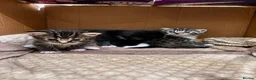 Mixed Breed cats for sale: Tabby x Bombay Kittens  - Advert 13