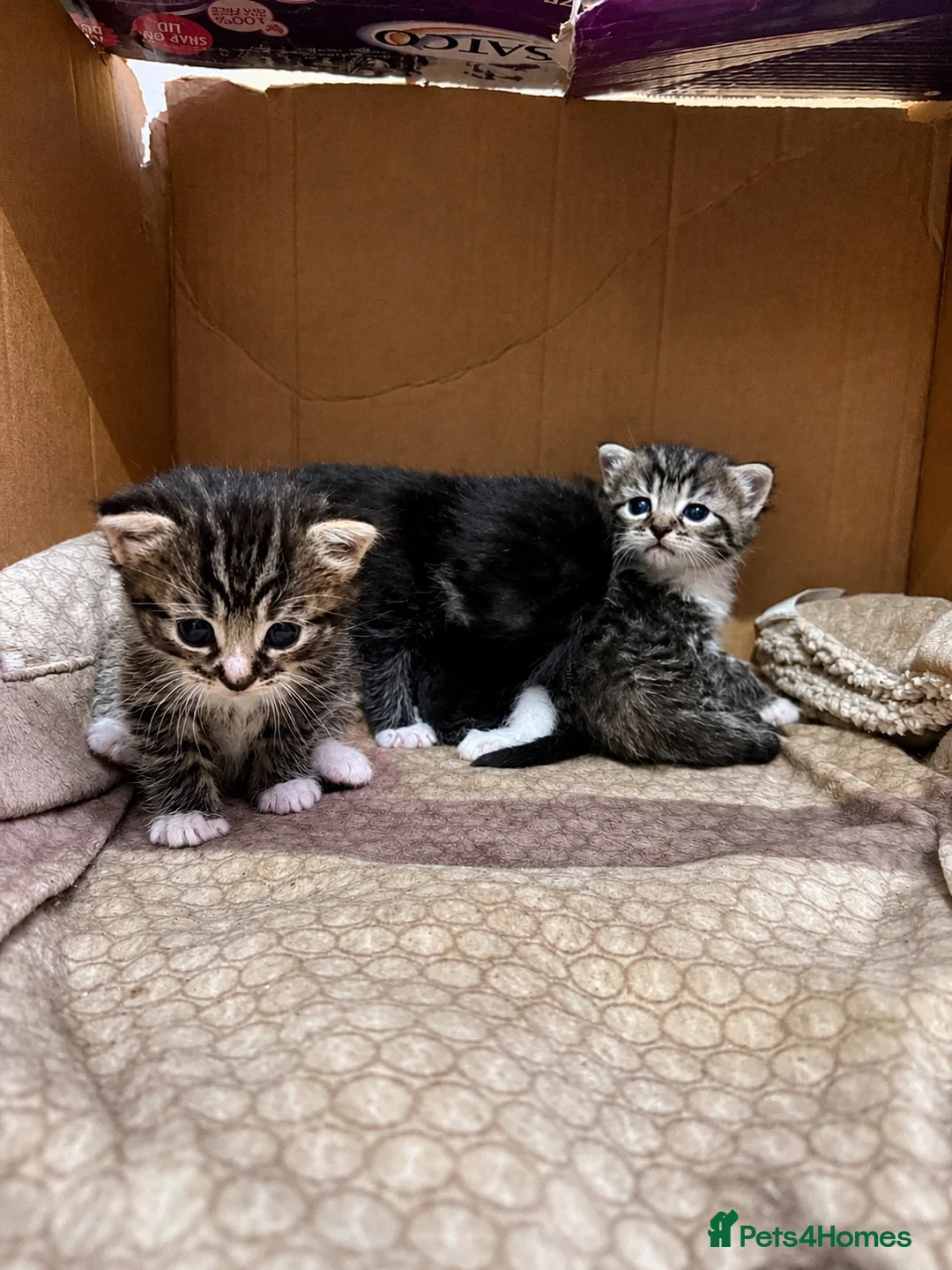 Mixed Breed cats for sale: Tabby x Bombay Kittens  - Advert 13
