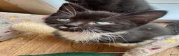 Mixed Breed cats for sale: RAGDOLL CROSS MALE KITTEN  in Willenhall - Advert 3