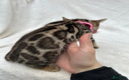 Bengal cats for sale: ❤️ GORGEOUS PURE BENGAL KITTENS ❤️ - Image 31