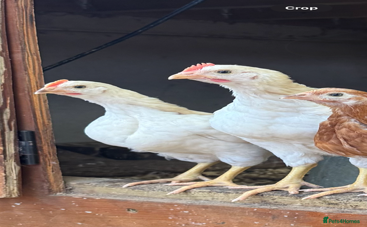 Chickens poultry for sale - Advert 2