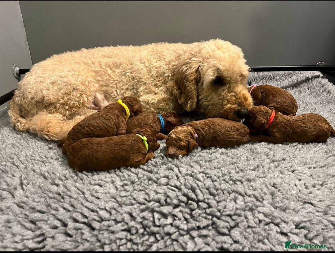 Labradoodle dogs for sale: Mini Red Labradoodle 🧬 clear  - Image 14