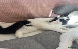 Persian cats for sale: Persian Ragdoll ready to leave - Image 2