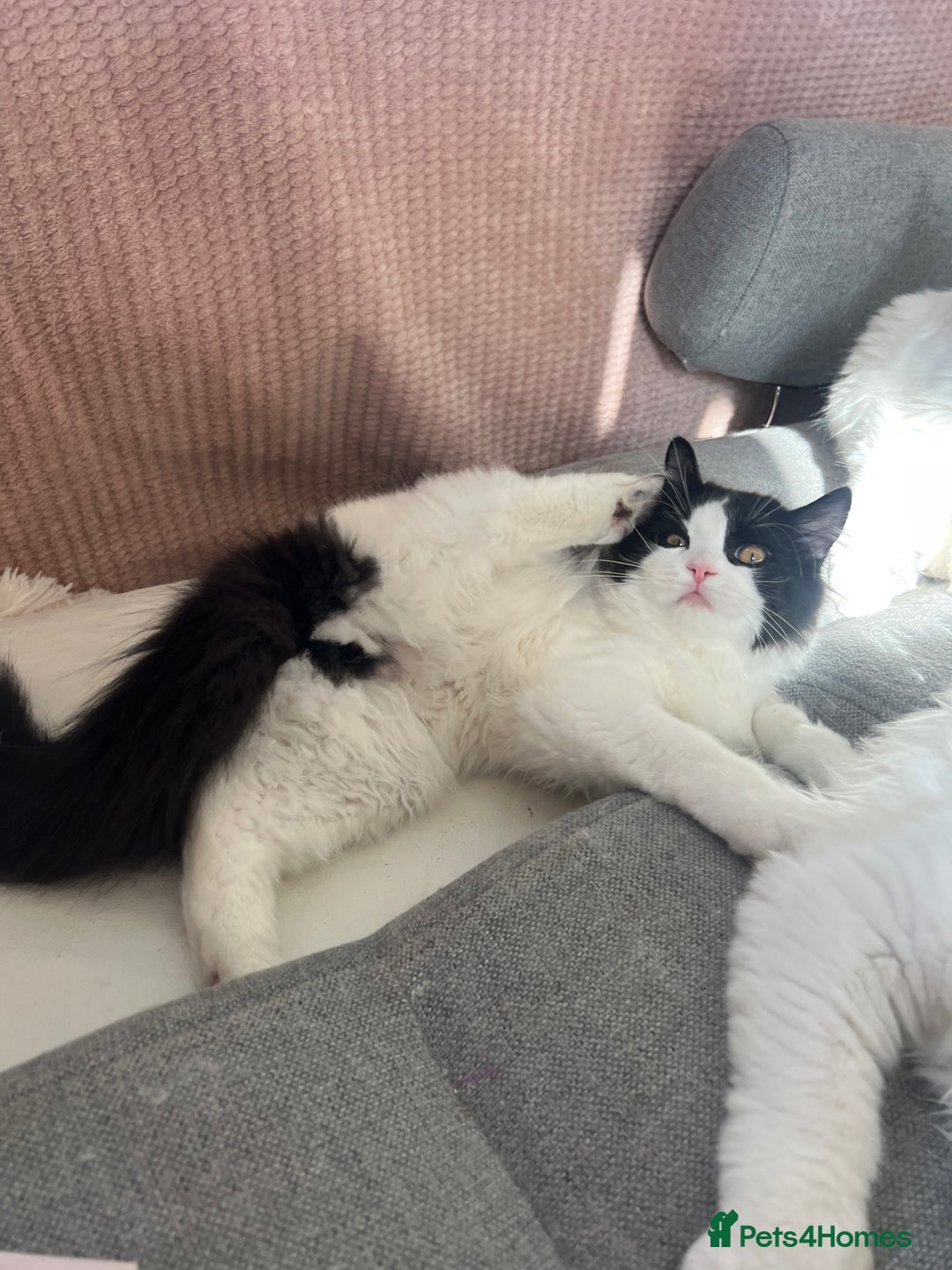 Persian cats for sale: Persian Ragdoll ready to leave - Image 2