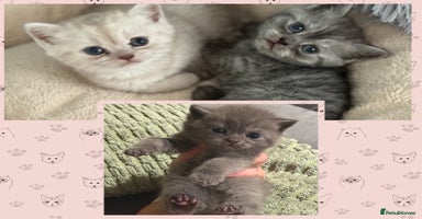 British Shorthair cats - Advert 15