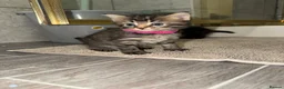 Mixed Breed cats for sale: Fluffy kittens  in Southampton - Advert 6