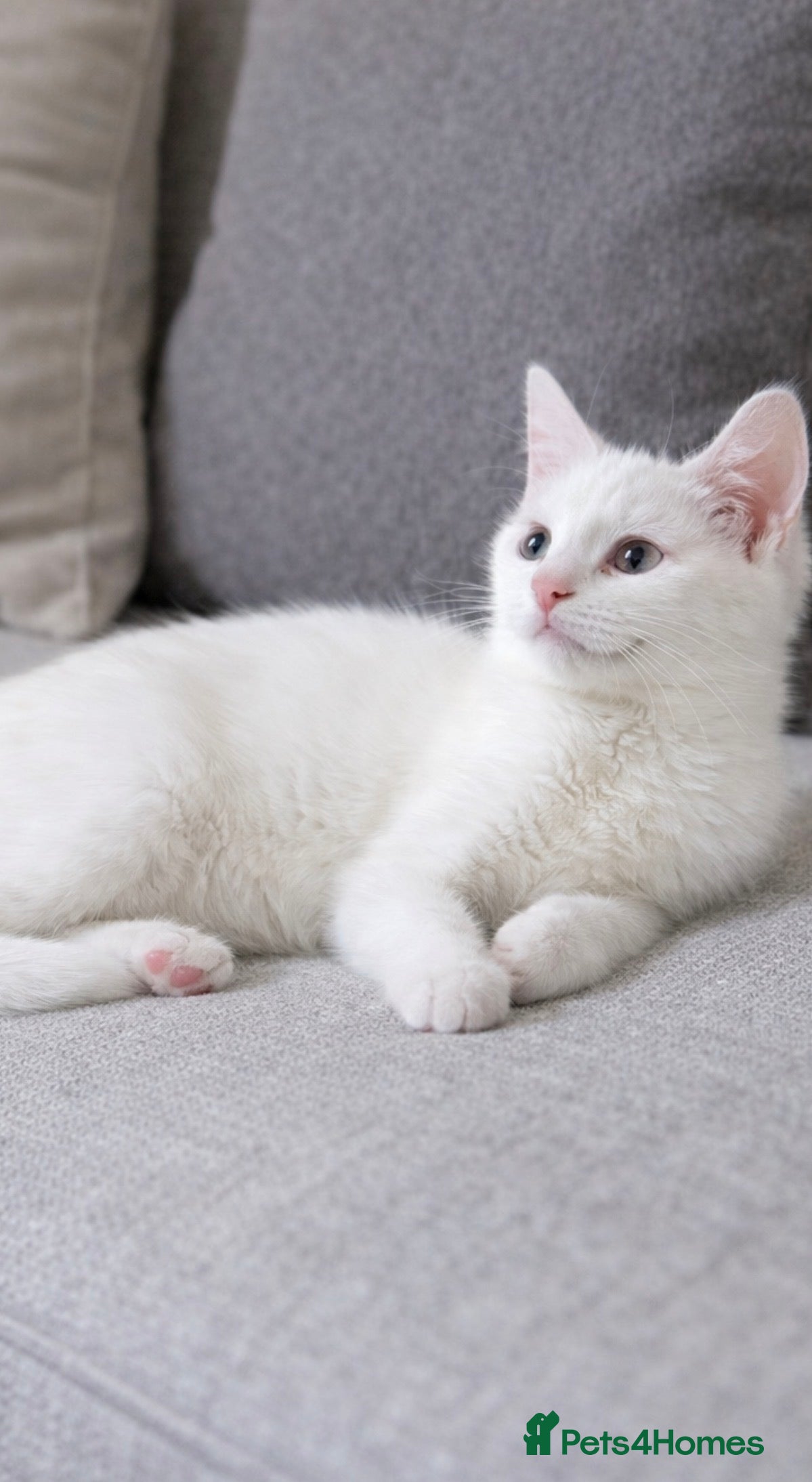 Mixed Breed cats Bsh x kittens  - Advert 14