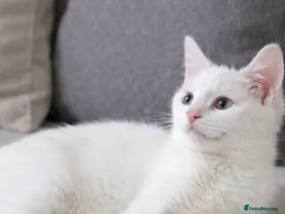 Mixed Breed cats Bsh x kittens - Advert 14