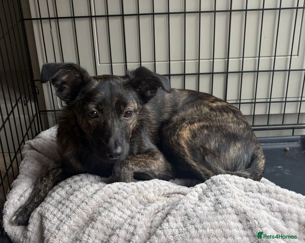 Mixed Breed dogs URGENT: 💙MILO💙 – A SOFT, LOVING 1 YEAR OLD BOY  - Advert 2