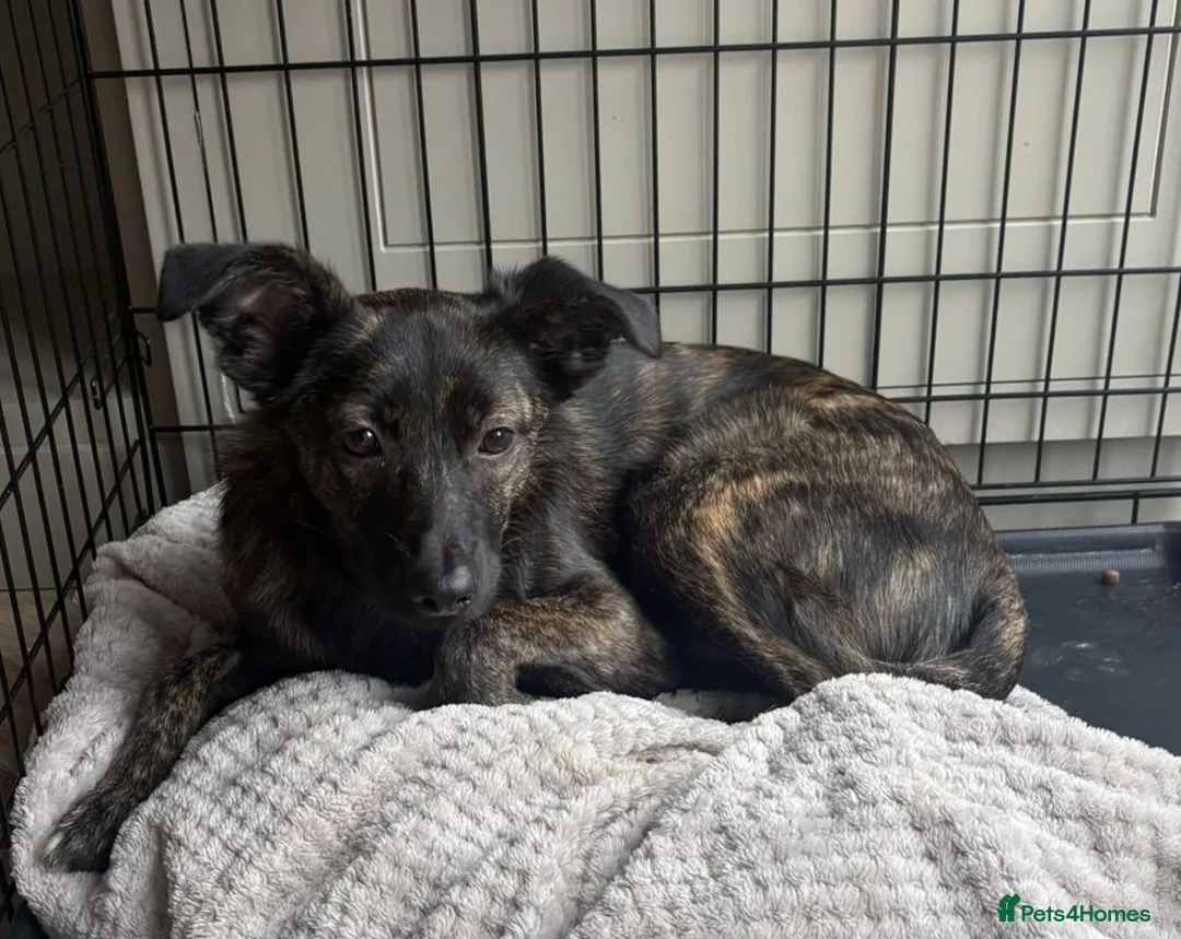 Mixed Breed dogs for adoption: URGENT: 💙MILO💙 – A SOFT, LOVING 1 YEAR OLD BOY  - Advert 2