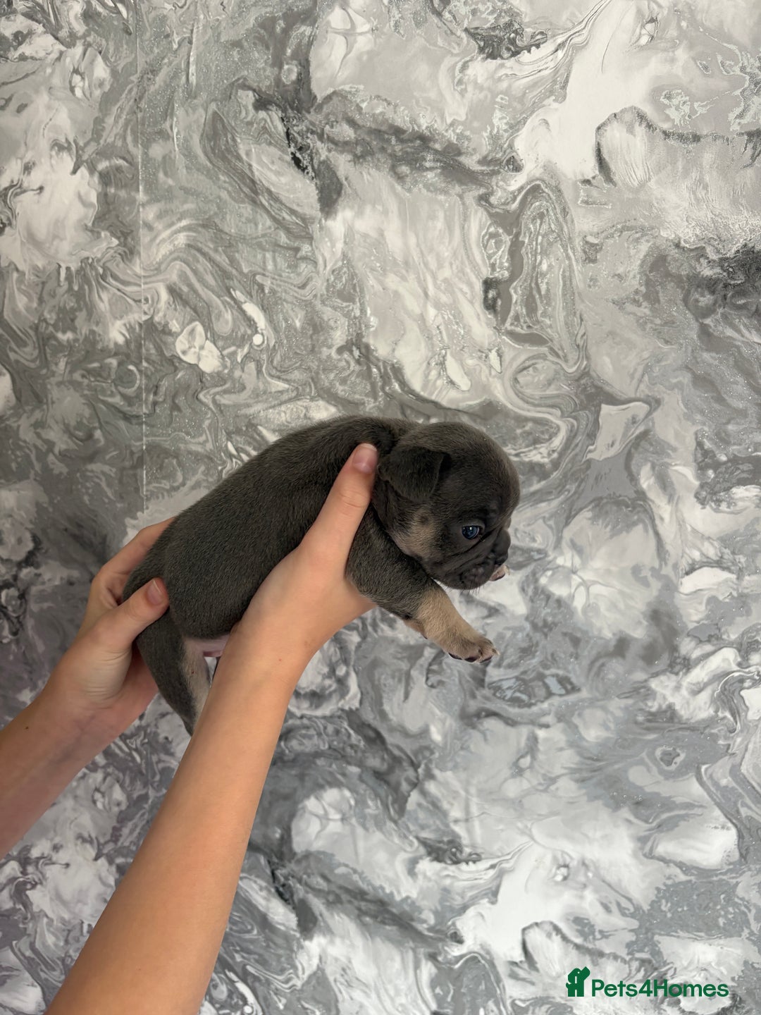 French Bulldog dogs for sale: KC REGISTERED FRENCH BULLDOG PUPPIES - Image 10